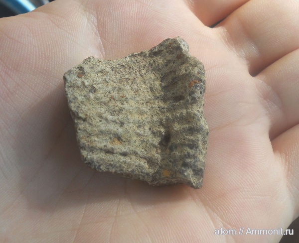 губки, Саратовская область, Orthodiscus