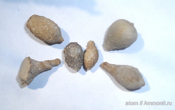 иглокожие, Саратовская область, Тёпловский карьер