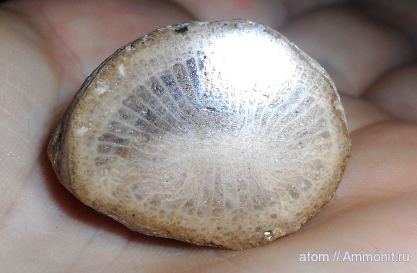 карбон, кораллы, Саратовская область, Rugosa