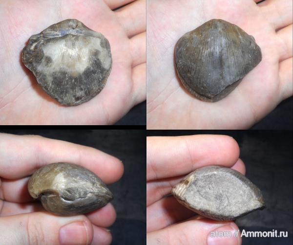 брахиоподы, карбон, Choristites, Саратовская область, choristites priscus