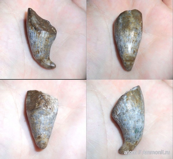 карбон, кораллы, Саратовская область, Rugosa