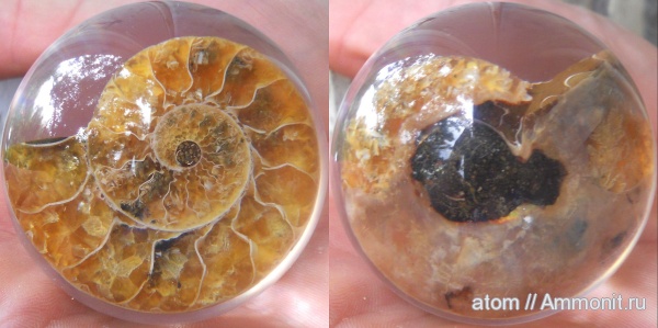 мел, Мадагаскар, Cleoniceras, Cretaceous