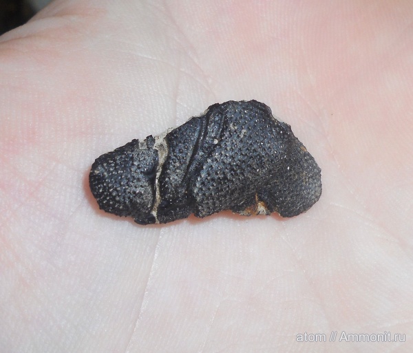 юра, членистоногие, ракообразные, Дубки, Eryma, Саратовская область, Jurassic