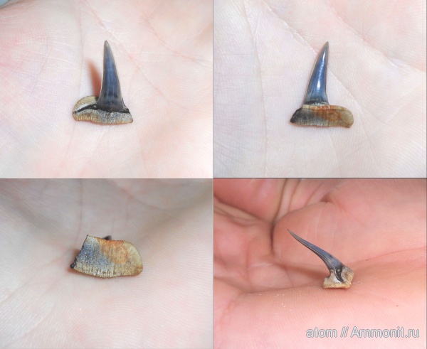 юра, рыбы, акулы, Sphenodus, Дубки, Саратовская область, Jurassic, fish, sharks