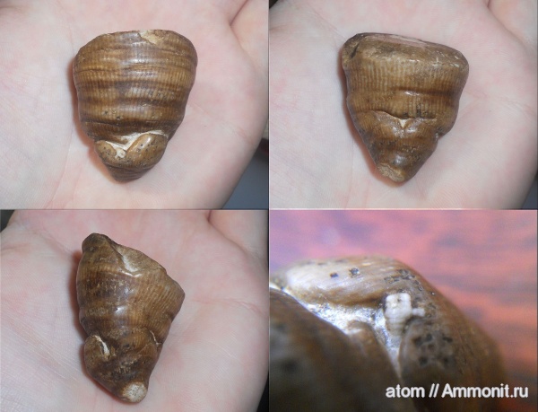 морские лилии, карбон, кораллы, Саратовская область, Rugosa