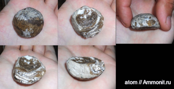 брахиоподы, карбон, Linoproductus, Саратовская область, Productida