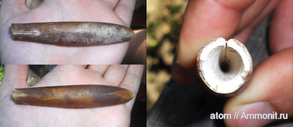 белемниты, Саратовская область, Belemnitella, belemnites