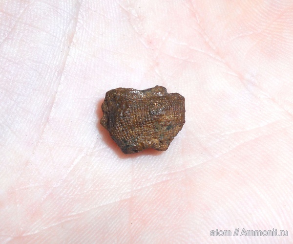 губки, Саратовская область