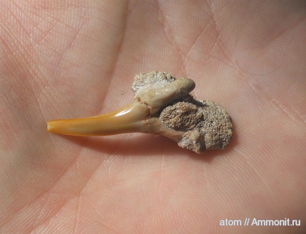 палеоген, рыбы, Марокко, Striatolamia, fish