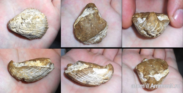 двустворки, Саратовская область, Neithea