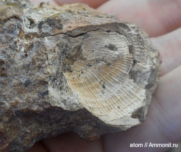 губки, двустворчатые моллюски, Chlamys, Саратовская область