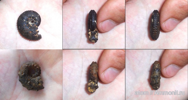 аммониты, юра, Kosmoceras, Саратовская область, Ammonites, Kosmoceras duncani, Jurassic