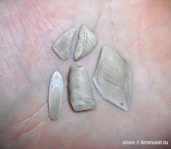 мел, членистоногие, ракообразные, Cirripedia, Саратовская область, усоногие раки, Cretaceous