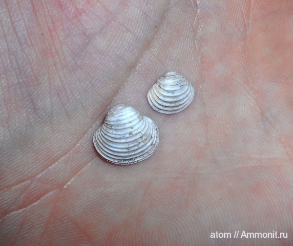 юра, двустворчатые моллюски, Astarte, Дубки, Саратовская область, Trautscholdia, Jurassic