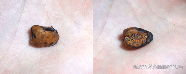 юра, двустворчатые моллюски, Дубки, Саратовская область, Anisocardia, Jurassic