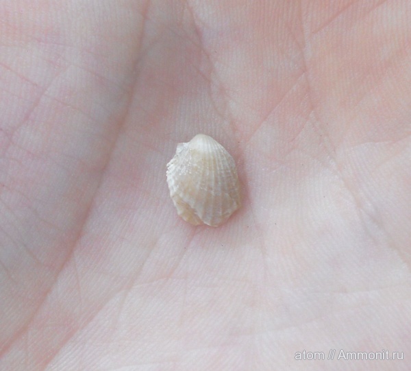 юра, двустворчатые моллюски, Oxytoma, Дубки, Саратовская область, Jurassic