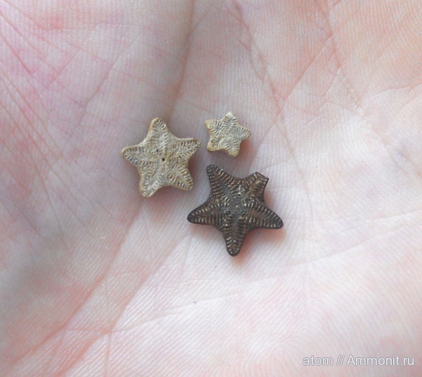 морские лилии, иглокожие, юра, Pentacrinus, Саратовская область, Jurassic