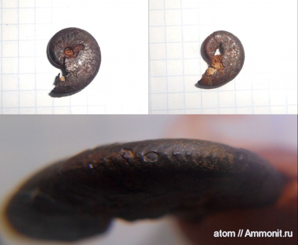 аммониты, Дубки, Саратовская область, Ammonites, Richeiceras