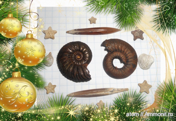 аммониты, белемниты, морские лилии, двустворчатые моллюски, Ammonites, belemnites