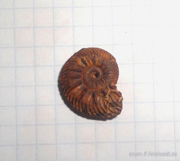 аммониты, Quenstedtoceras, Саратовская область, Ammonites, Quenstedtoceras flexicostatum