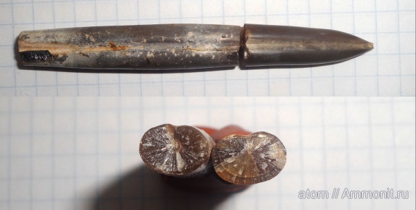 белемниты, юра, Саратовская область, Jurassic, belemnites