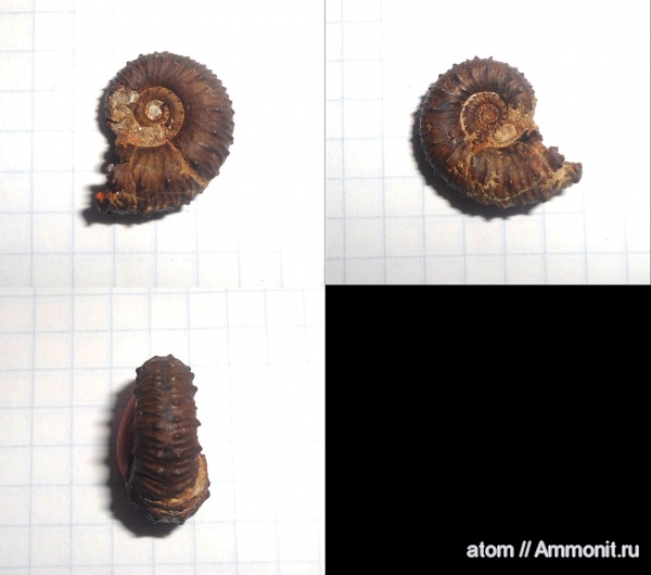 юра, Kosmoceras, Саратовская область, Jurassic