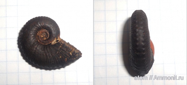 аммониты, Kosmoceras, Саратовская область, Ammonites, Kosmoceras duncani