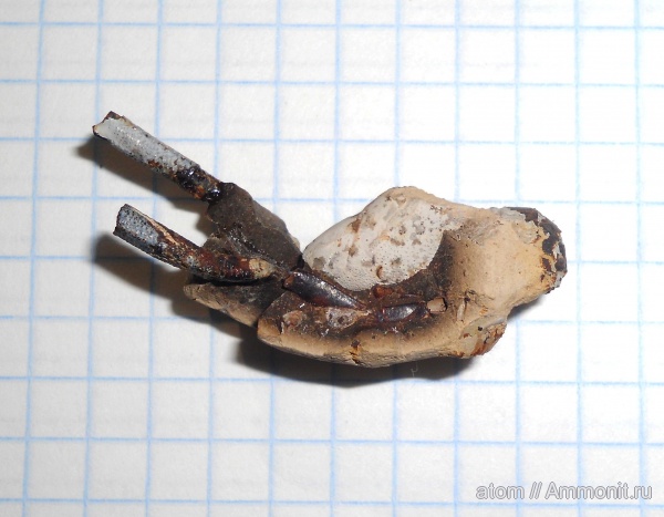 юра, членистоногие, ракообразные, Саратовская область, креветки, Jurassic