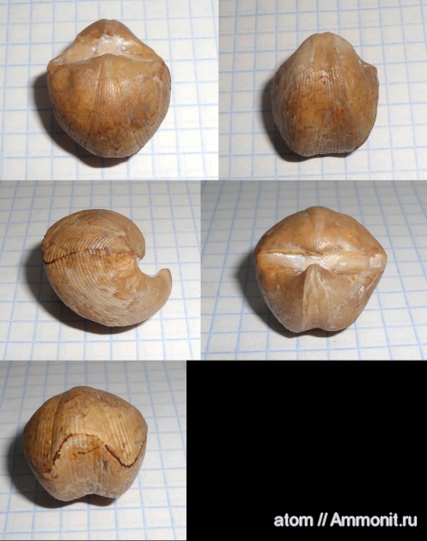 Cyrtospirifer, Spiriferida, Spiriferidina, Cyrtospiriferidae, Wenjukovispirifer, Wenjukovispirifer brodi