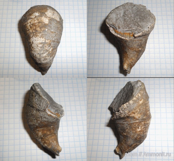 карбон, кораллы, Саратовская область, Rugosa