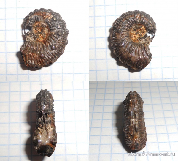 Kosmoceras, Дубки, Саратовская область, Kosmoceras transitionis