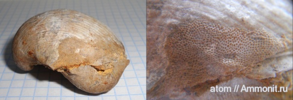 мшанки, Choristites, Epizoans