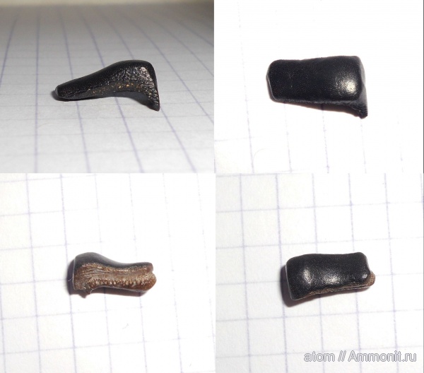 карбон, рыбы, Lagarodus, Psammodontiformes, fish