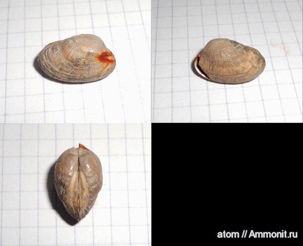 юра, двустворчатые моллюски, Nucula, Дубки, Nucula caecilia