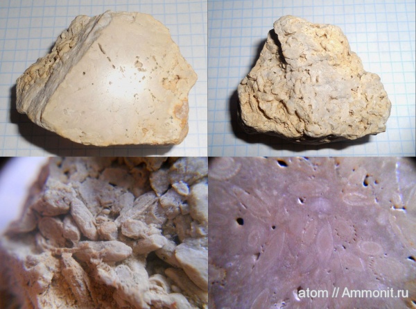 карбон, простейшие, фораминиферы, Саратовская область, Fusulinida