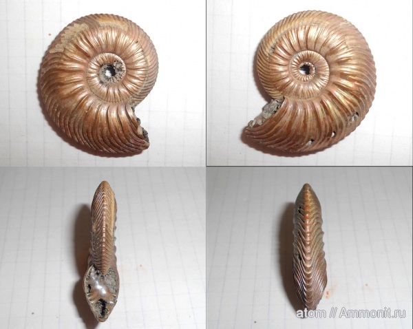 аммониты, юра, Quenstedtoceras, Дубки, Quenstedtoceras praelamberti, Саратовская область, Cardioceratidae, Ammonites, морщинистый слой, Jurassic