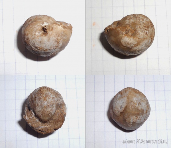 гастроподы, карбон, Euphemites