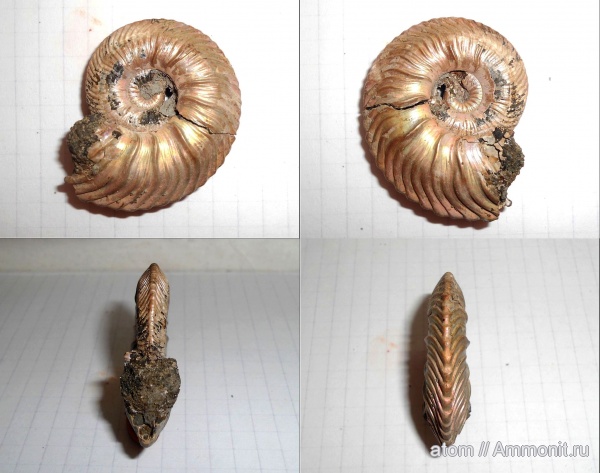 аммониты, юра, келловей, Quenstedtoceras, Cardioceratidae, Ammonites, Quenstedtoceras flexicostatum, Quenstedtoceratinae, Callovian, Jurassic, Middle Jurassic
