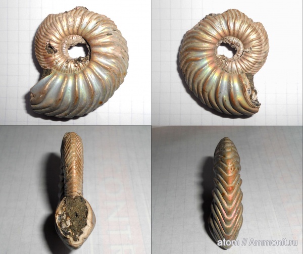 аммониты, юра, Дубки, Quenstedtoceras paucicostatum