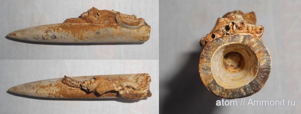 Cylindroteuthis, келловей, Serpulidae, Саратов, Саратовская область, Callovian, Middle Jurassic