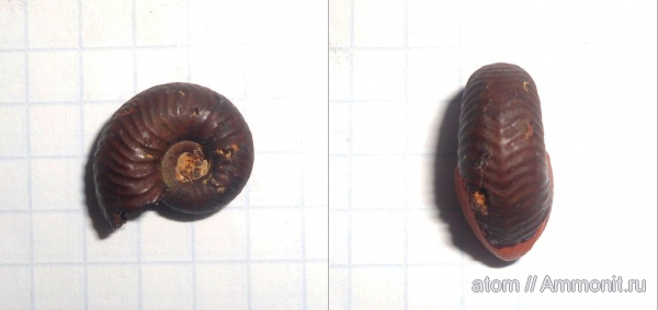 аммониты, Goliathiceras, Дубки, Саратов, Саратовская область, Ammonites