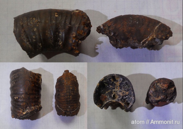 Perisphinctidae, Саратовская область