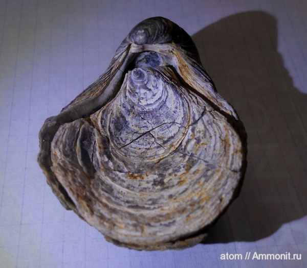 грифеи, Gryphaea, Саратовская область, Gryphaea dilatata, ТЭЦ-5