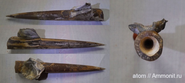 белемниты, грифеи, Gryphaea, Саратовская область, Gryphaea dilatata, ТЭЦ-5