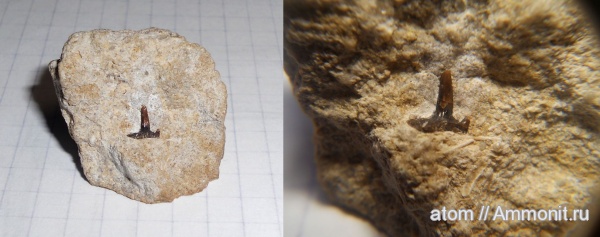 карбон, рыбы, Glikmanius, fish