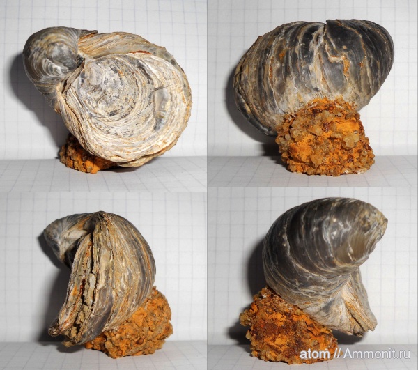 грифеи, Gryphaea, Саратовская область, Gryphaea dilatata, ТЭЦ-5