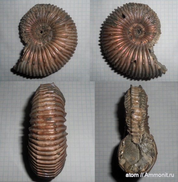 аммониты, Kosmoceras, Дубки, Саратовская область, Kosmoceras duncani