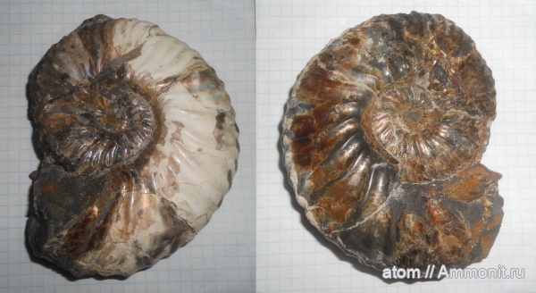 аммониты, мел, Deshayesites, апт, Саратовская область, Ammonites, Aptian