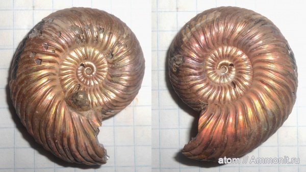 аммониты, двустворчатые моллюски, Quenstedtoceras, Дубки, Quenstedtoceras praelamberti, Саратовская область, Placunopsis