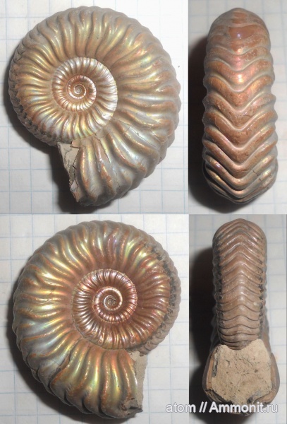 аммониты, юра, Дубки, Vertumniceras, Саратовская область, Vertumniceras trapezoidalis